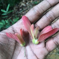 Shorea oblongifolia Thwaites
